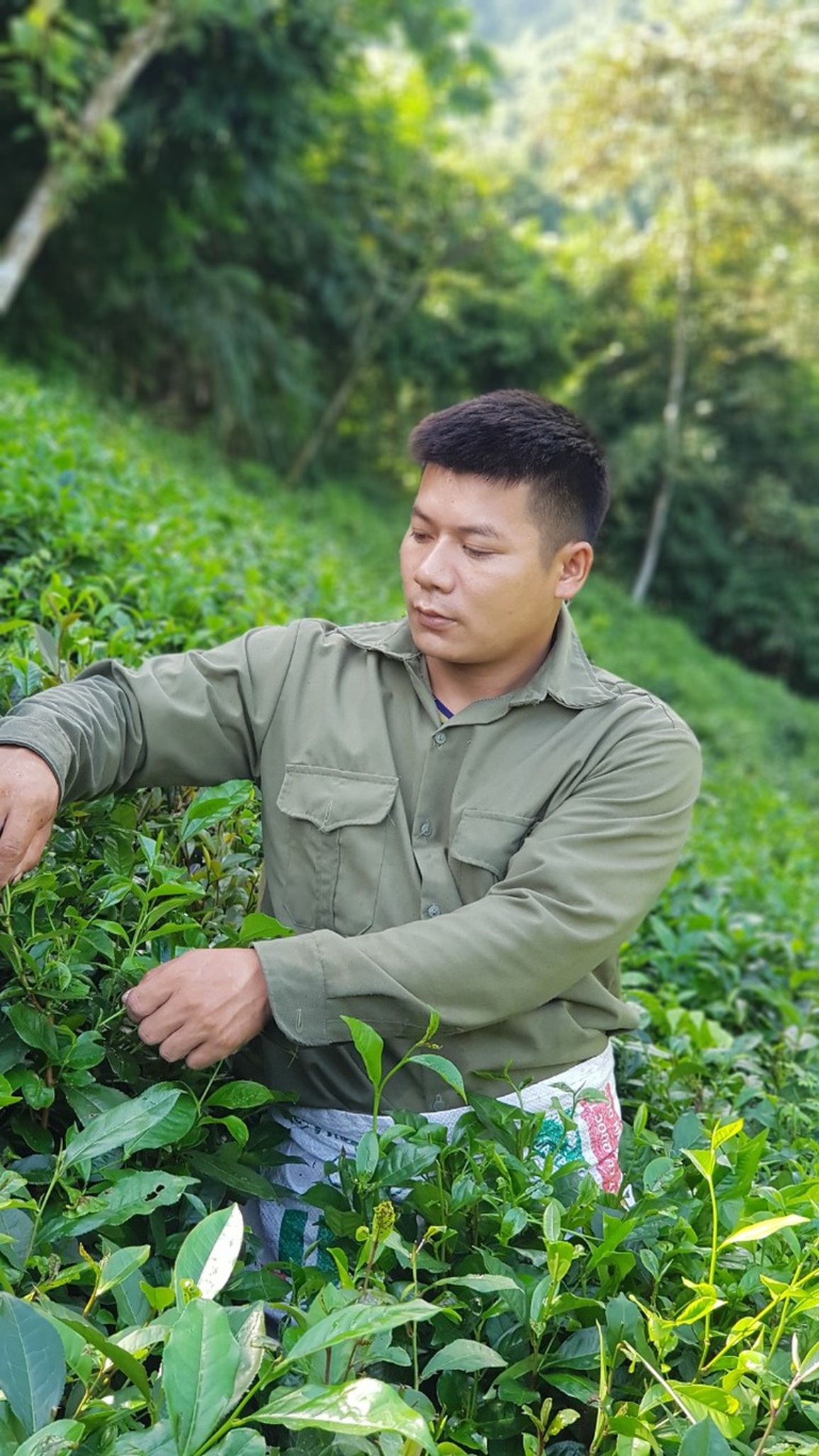 Hành trình bỏ phố về rừng, trồng chè sạch của những người trẻ - 5 Hành trình bỏ phố về rừng, trồng chè sạch của những người trẻ - 5