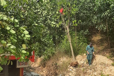 Hàng cây hoa ban tiền tỉ "vô chủ": Sắp lộ diện người trồng?