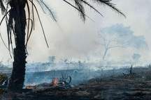 Thảm cảnh của rừng Amazon giữa đại dịch Covid-19