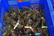 Sốc với giá tôm hùm nhập khẩu và trong nước đua nhau giảm