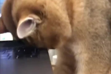 Bật cười với tư thế ngủ gật của mèo