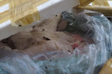 Bắt giữ gần 10 tấn nội tạng bốc mùi hôi thối vận chuyển xuyên Việt