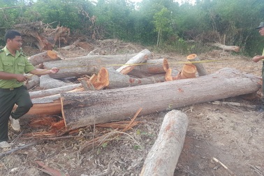 Mang xe ủi đi phá trắng rừng