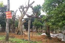 Thị trường bất động sản Hà Nội năm 2020: Đất nền "lên ngôi"