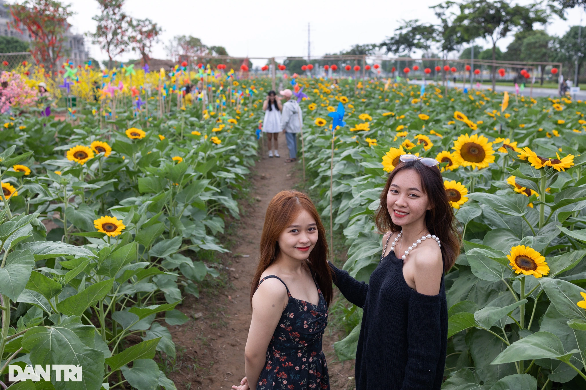 Người dân đổ xô đến check-in vườn hoa hướng dương lớn nhất TPHCM - 2 Người dân đổ xô đến check-in vườn hoa hướng dương lớn nhất TPHCM - 2