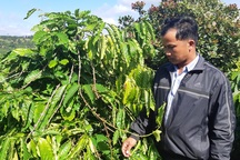 Bức xúc khi gần 600 cây cà phê bị kẻ xấu ngang nhiên hái trộm