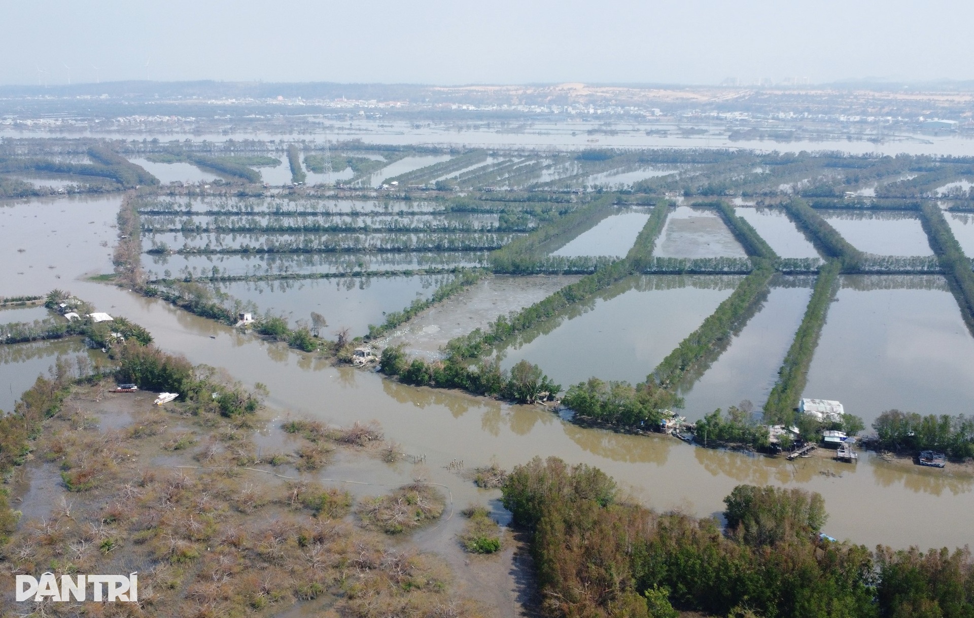 “Lá phổi xanh” giữa đầm Thị Nại xơ xác sau bão Kalmaegi - 2