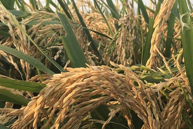 Hãi hùng cây lúa biến dạng cạnh khu công nghiệp, im lặng để… “chìm xuồng”?