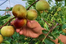 Một người phụ nữ ở Hà Nội trồng đủ loại táo cho con ăn thỏa thích