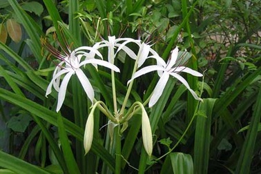 Trinh nữ hoàng cung – Vị thuốc quý