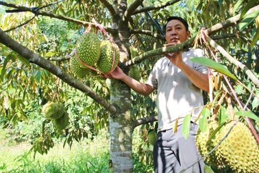 Anh nông dân bị nói “khùng” vì chi tiền tỷ trồng sầu riêng trên đất khô cằn