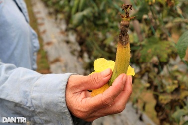 Cận Tết, nông dân điêu đứng khi rau củ úa tàn sau cơn mưa lớn bất thường