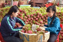 Thương lái Trung Quốc lùng mua đặc sản Việt: Cảnh báo "bỏ bom"