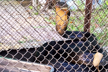 Thả rắn hổ mang chúa dài hơn 3m về rừng