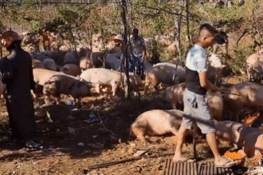 Người dân giúp tài xế bắt gần 200 con heo sau vụ lật xe tải