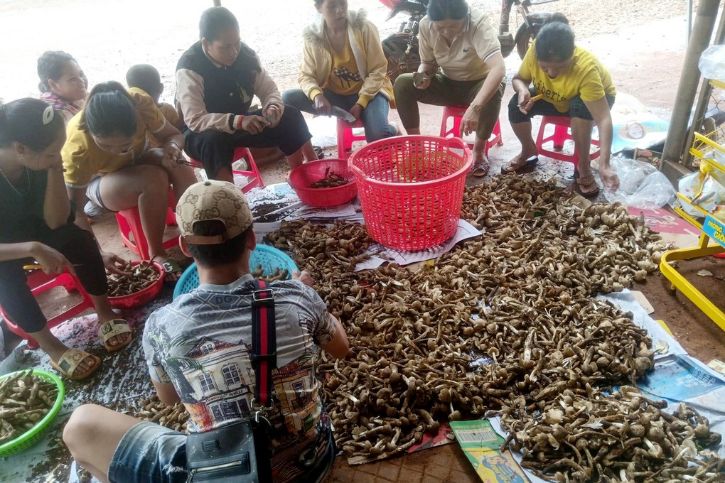 Nấm nhà giàu mọc trắng vườn, nông dân đi dạo vài vòng đã thu về 3 triệu - 2 Nấm nhà giàu mọc trắng vườn, nông dân đi dạo vài vòng đã thu về 3 triệu - 2