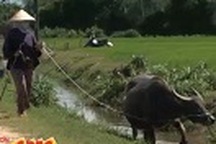 Giỏ rác ra đồng