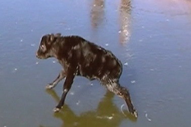 Trực thăng giải cứu con bê mắc kẹt giữa hồ băng