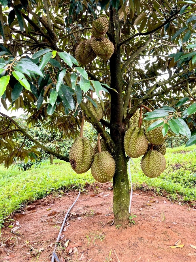 Tại Bình Dương ngoài các mô hình giảm nghèo trước đây, hiện có một cách làm đầy tính sáng tạo ở cấp phường được nghiên cứu để áp dụng rộng rãi.