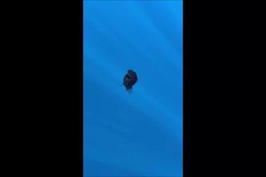 Cá lồng đèn lần đầu tiên được nhìn thấy ở vùng biển nông