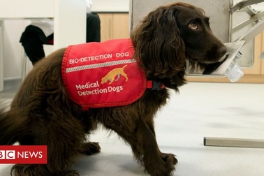 Tổ chức Anh huấn luyện chó đánh hơi ra người mắc Covid-19