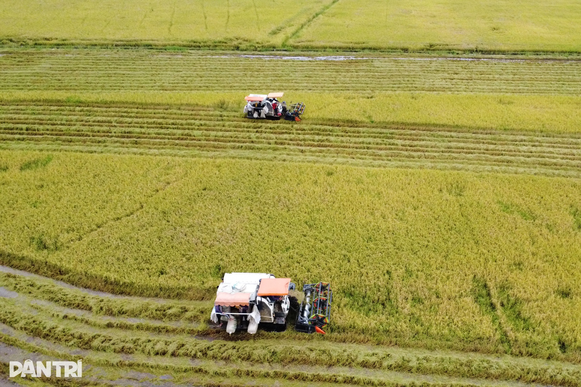 Người dân Tây Ninh “chạy đua” gặt lúa giữa mùa nước lũ - 3 Người dân Tây Ninh “chạy đua” gặt lúa giữa mùa nước lũ - 3