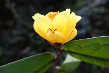 Người dân "hái tiền" từ loại cây mọc đầy trong rừng