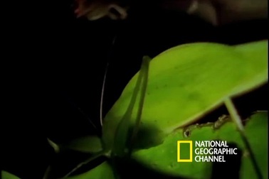 Kỳ thú cảnh nhện giăng bẫy để “săn” dơi