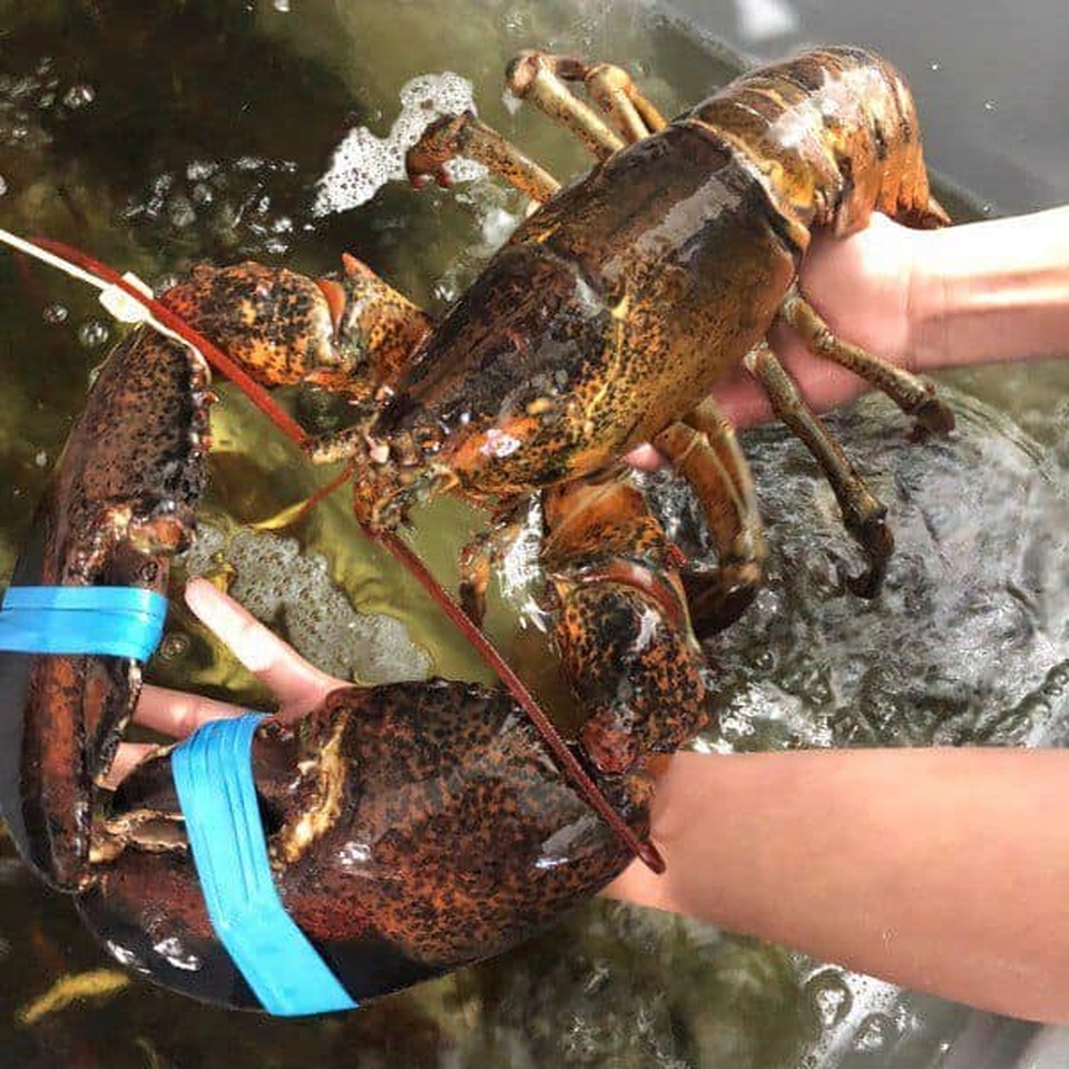 Tôm cua Alaska giá đang bèo, chủ nhà hàng lớn vẫn lắc đầu không bán - 3 Tôm cua Alaska giá đang bèo, chủ nhà hàng lớn vẫn lắc đầu không bán - 3