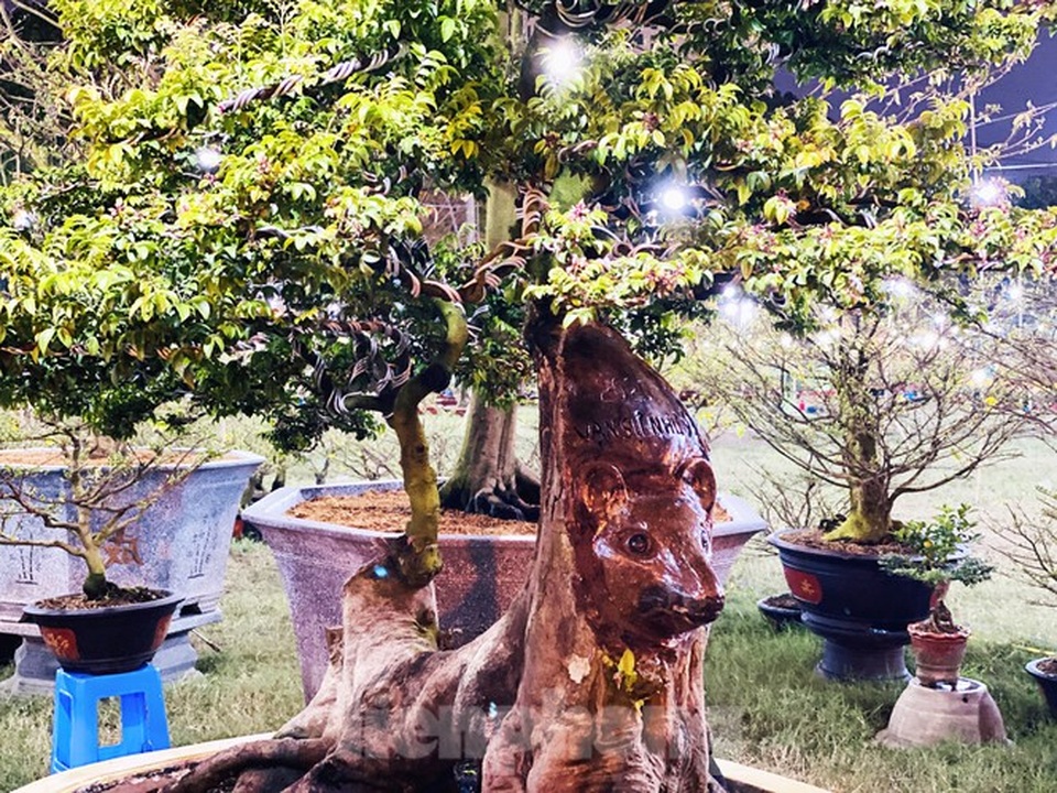 Cây khế 100 tuổi hình đầu chuột có giá nửa tỷ đồng ở Sài Gòn - 1 Cây khế 100 tuổi hình đầu chuột có giá nửa tỷ đồng ở Sài Gòn - 1