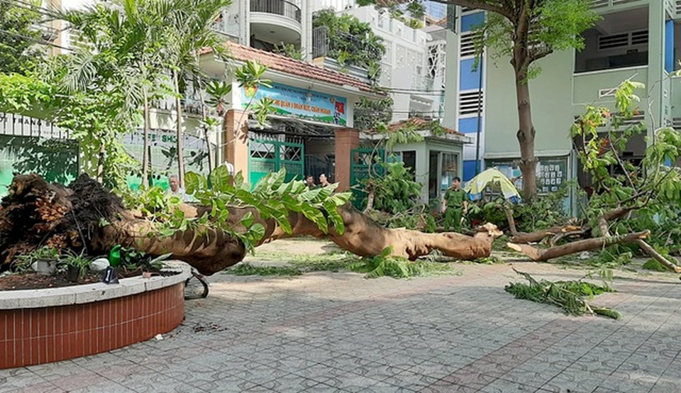 Có nên chặt cây bất chấp sau vụ cây đổ trong sân trường đè chết học sinh? - 1 Có nên chặt cây bất chấp sau vụ cây đổ trong sân trường đè chết học sinh? - 1