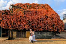 Ngôi nhà có hoa phủ kín như rèm che ở Lâm Đồng, ai cũng phải ngước nhìn