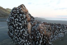 Người dân phát hiện "quái vật ngoài hành tinh" trên bờ biển