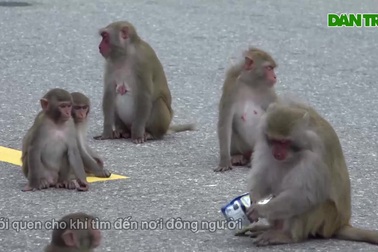 Khỉ tràn xuống đường ở bán đảo Sơn Trà, Đà Nẵng