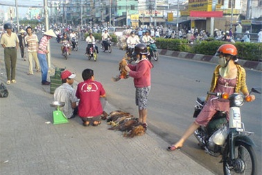 Gia cầm chưa kiểm dịch vẫn “tung tăng”