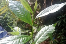 Phát hiện loại chè rừng có nhiều tác dụng cho sức khỏe trên dãy Trường Sơn