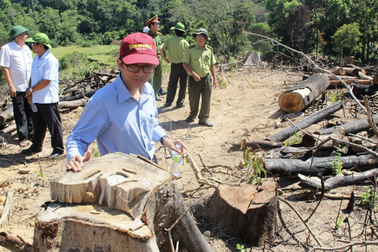 Có hay không có việc lâm tặc “móc ngoặc” với kiểm lâm phá rừng?