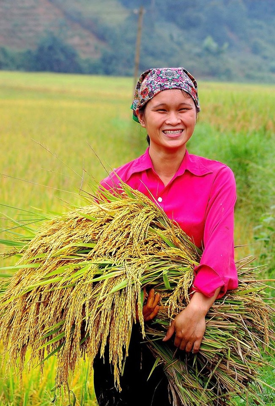 Sắc thu vàng quyến rũ trên vùng cao Tây Bắc - 4 Sắc thu vàng quyến rũ trên vùng cao Tây Bắc - 4