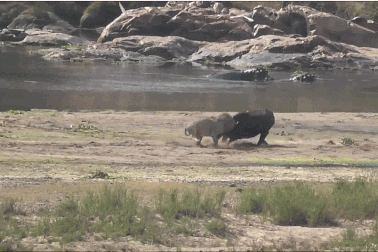 Xem cảnh trâu rừng dũng cảm chiến đấu với sư tử để bảo vệ con