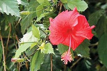 Những lợi ích sức khỏe ít ngờ tới của hoa dâm bụt