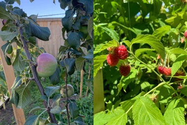 Người đàn ông "bỏ phố về quê" trồng rau trái sạch, sống khỏe bên gia đình