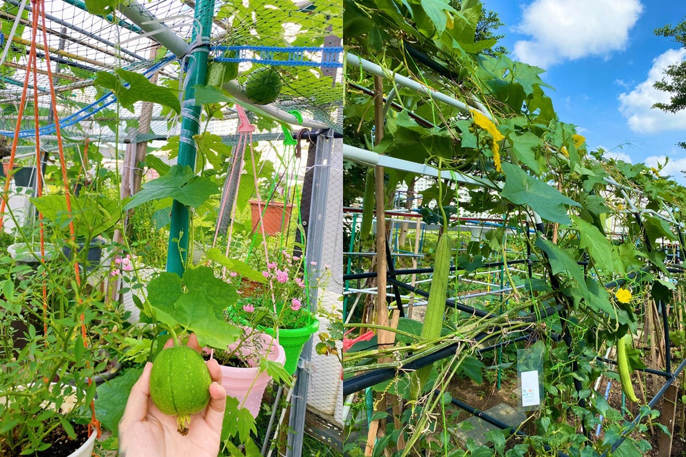Mẹ Việt làm vườn ban công, xin đất hàng xóm trồng rau trái ở Singapore - 9 Mẹ Việt làm vườn ban công, xin đất hàng xóm trồng rau trái ở Singapore - 9