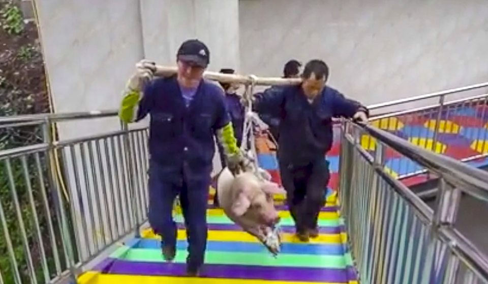 Lợn còn sống bị hành hạ để “mua vui giải trí” - 2 Lợn còn sống bị hành hạ để “mua vui giải trí” - 2