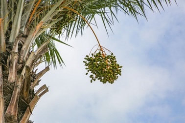 Ngắm hàng chà là sai trĩu quả trên tuyến đường đẹp nhất TP Hạ Long
