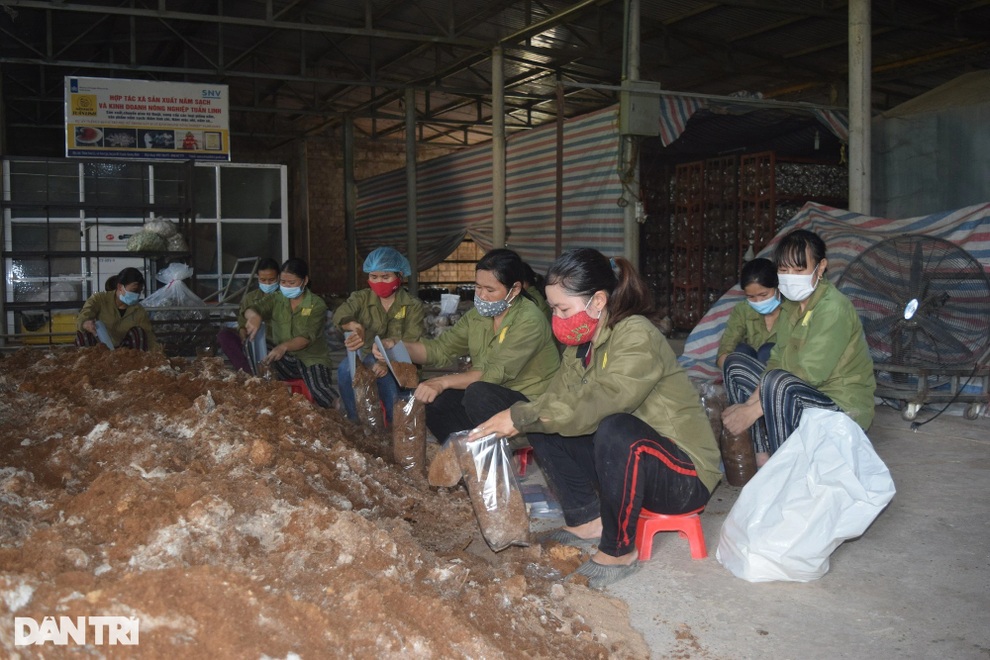 Kiếm tiền tỷ nhờ câu chuyện đi tìm nấm chữa bệnh cho bố - 5 Kiếm tiền tỷ nhờ câu chuyện đi tìm nấm chữa bệnh cho bố - 5