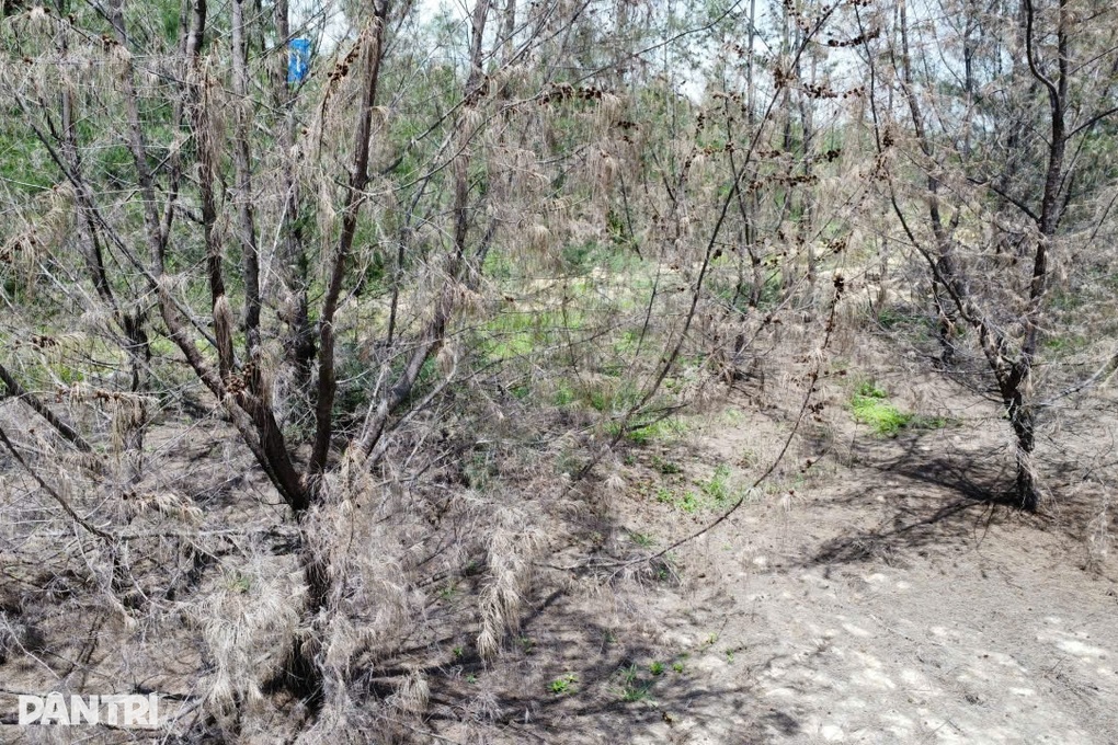 Rừng dương ven biển chết hàng loạt, người dân lo mất “lá chắn” bão - 3