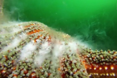 Cặp sao biển giao phối dưới đáy biển sâu