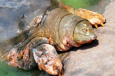 Liệu rùa hồ Gươm có được cứu?