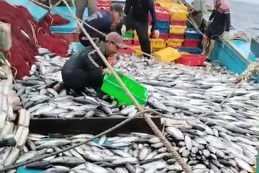 Tàu cá trúng tiền tỷ nhờ độc chiêu dụ cá của ngư dân Bình Định