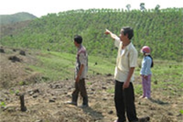 Nhiều khuất tất trong dự án trồng rừng 661